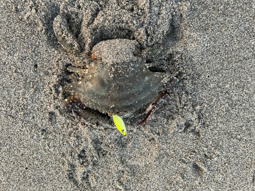 ワタリガニの釣果