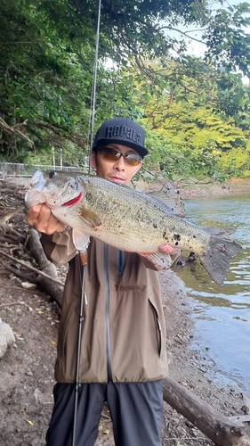 ラージマウスバスの釣果