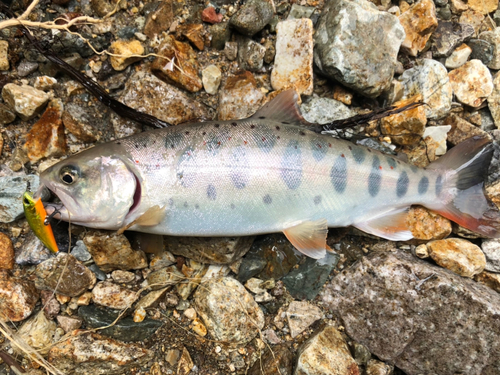 アマゴの釣果