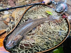 イワナの釣果