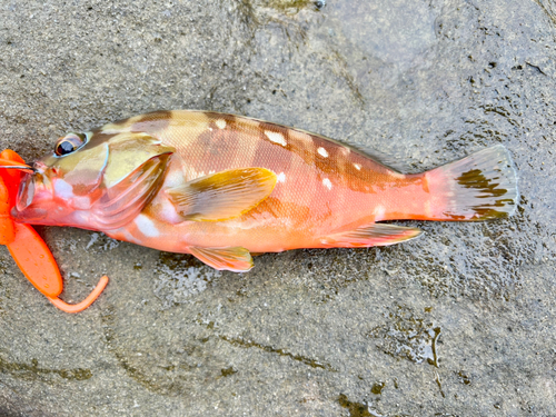 アカハタの釣果