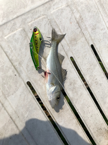 セイゴ（マルスズキ）の釣果