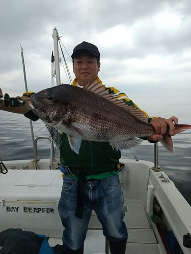 マダイの釣果