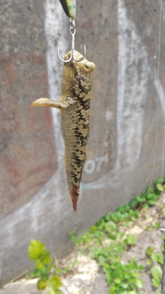 ハゼの釣果