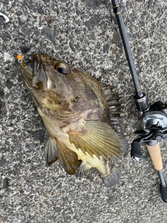 シマソイの釣果