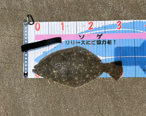 ソゲの釣果