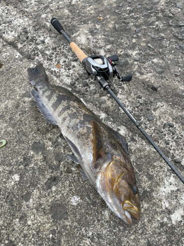 アイナメの釣果