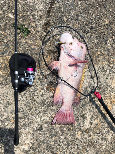 コブダイの釣果