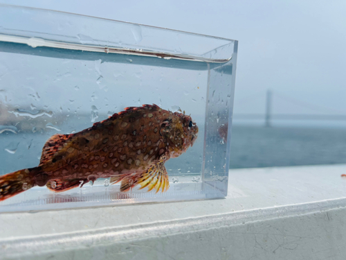 カサゴの釣果