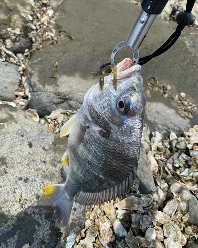 キビレの釣果