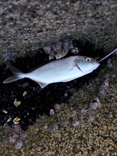 ネリゴの釣果