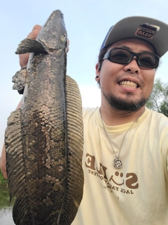 ライギョの釣果