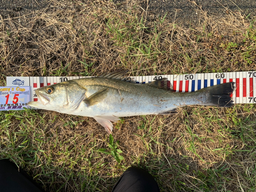 シーバスの釣果