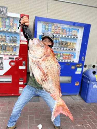 マダイの釣果