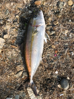 カンパチの釣果