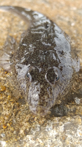 コチの釣果