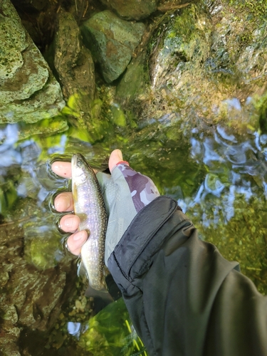 イワナの釣果