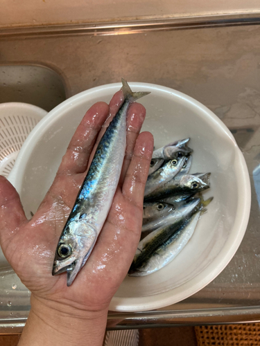 サバの釣果