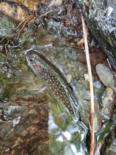 イワナの釣果