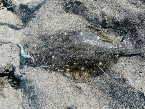 ヒラメの釣果