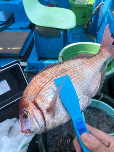 タイの釣果