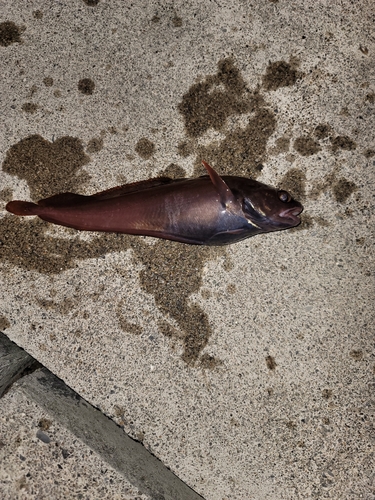 ドンコの釣果