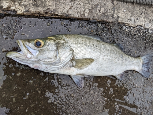 スズキの釣果