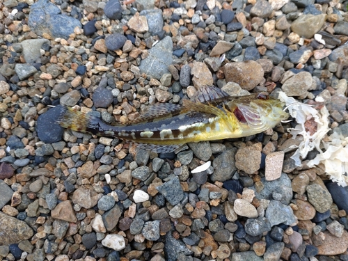 アサヒアナハゼの釣果