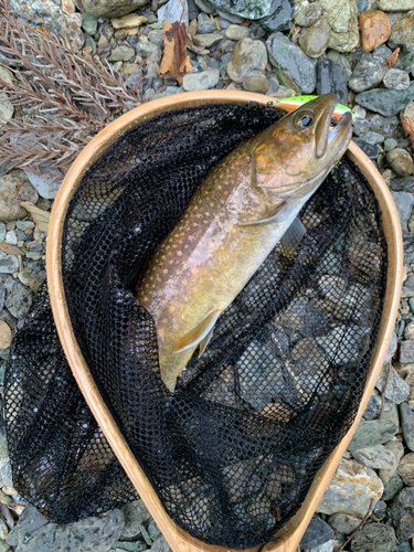 イワナの釣果