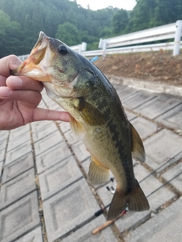 ラージマウスバスの釣果