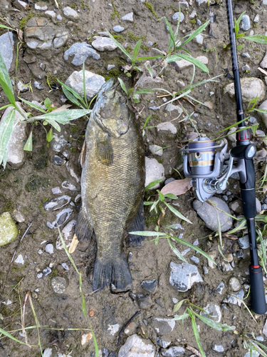 スモールマウスバスの釣果