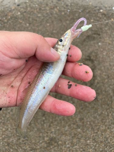 シロギスの釣果