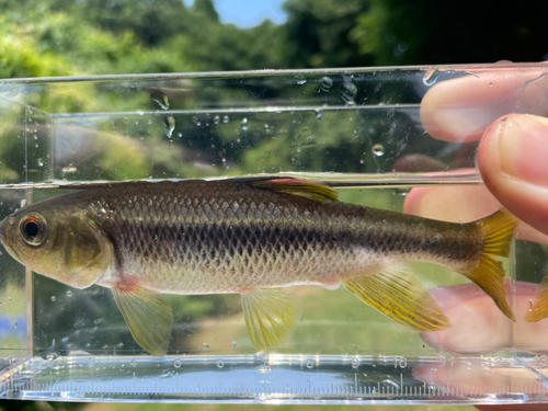 カワムツの釣果