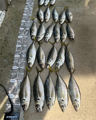 アジの釣果