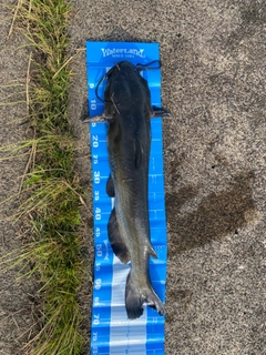 チャネルキャットフィッシュの釣果