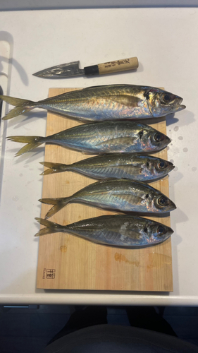 アジの釣果