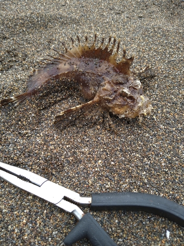 オニオコゼの釣果