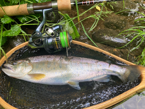 ヤマメの釣果