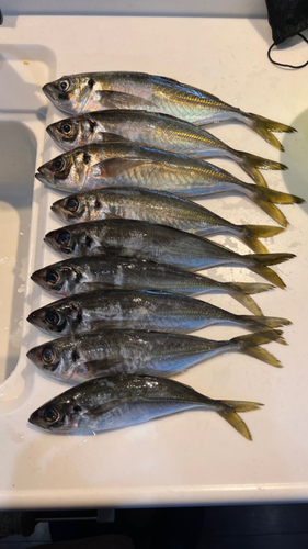 アジの釣果