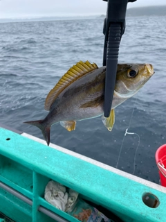 イサキの釣果