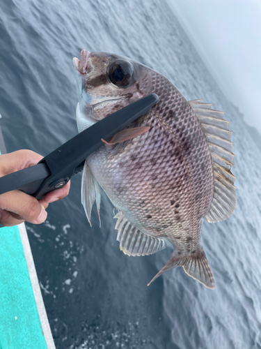 メイチダイの釣果