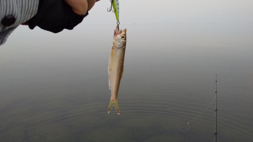 ハスの釣果