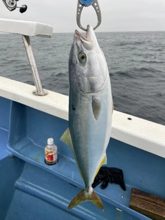 イナダの釣果