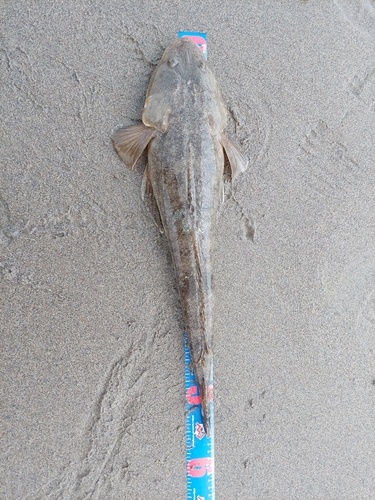 マゴチの釣果