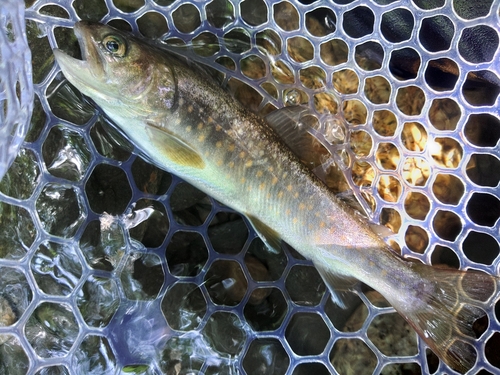 イワナの釣果