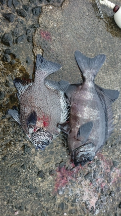 イシダイの釣果