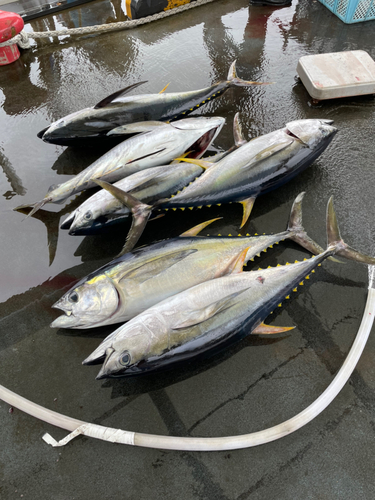 キハダマグロの釣果