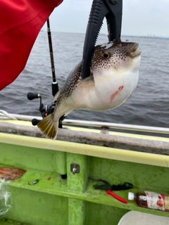 ショウサイフグの釣果