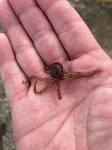 タコの釣果