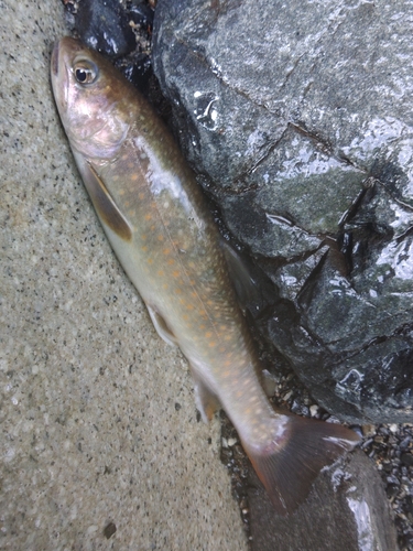 イワナの釣果